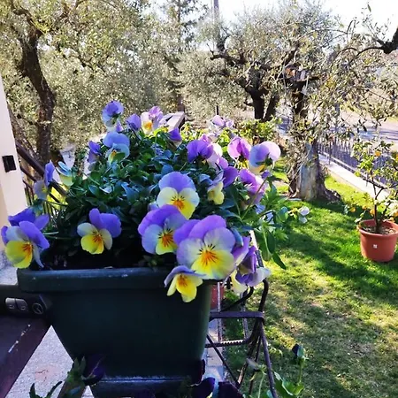 Bellini * Bardolino